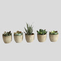5 Pots en 1 Lot - Plantes Succulentes Simulées en Pulpe de Papier - Décoration de Bureau