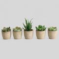 5 Pots en 1 Lot - Plantes Succulentes Simulées en Pulpe de Papier - Décoration de Bureau